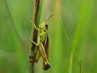 Stethophyma grossum 9, Moerassprinkhaan, Saxifraga-Rudmer Zwerver