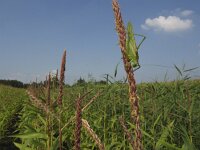 Tettigonia viridissima 19, Grote groene sabelsprinkhaan, Saxifraga-Rob Felix : Animalia, Arthropoda, Insecta, Orthoptera, Project Natuurbalans, animal, arthropod, dier, dieren, geleedpotige, geleedpotigen, grasshopper, insect, insecten, krekel, sprinkhaan, sprinkhanen en krekels