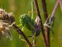 Tettigonia viridissima 28, Grote groene sabelsprinkhaan, Saxifraga-Rudmer Zwerver
