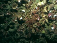 Nymphon rubrum 1, Rode zeespin, Saxifraga-Eric Gibcus