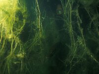 Esox lucius 6, Snoek, Saxifraga-Eric Gibcus