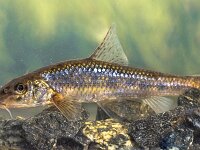 Gudgeon freshwater fish  Gudgeon (Gobio gobio) freshwater bottom benthic fish in natural habitat on green background. : Cypriniformes, Eurasian, actinopterygii, angling, animal, aquarium, aquatic, asia, beautiful, catch, closeup, common, cyprinidae, eurasia, europe, european, fauna, fish, fishes, fishing, food, fresh, fresh water, freshwater, gobio, gobio gobio, gobioninae, green, groundfish, gudgeon, lake, life, live, natural, nature, one, river, small, species, stream, swim, underwater, water, wild, wildlife, zoo