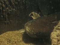 Lota lota 6, Kwabaal, Saxifraga-Eric Gibcus