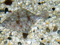 Pleuronectes platessa 3, Schol, Saxifraga-Foto Fitis-Sytske Dijksen