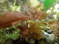 Syngnathus acus 2, Grote zeenaald, Saxifraga-Tom Heijnen