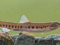 Spined loach in water  Spined loach (Cobitis taenia) is a freshwater fish in Europe. It is also known as spotted freshwater loach. It is found in oxygen rich water of rivers, brooks and still water. : Cobitidae, Cobitis, Cobitis taenia, animal, aquarium, aquatic, bottom, close-up, closeup, ecology, environment, europe, european, fauna, fish, fishing, food, fossil, fresh water, freshwater, freshwater fish, gravel, habitat, indicator, lake, loach, macro, native, natural, nature, photography, pond, portait, portrait, rare, river, species, spined loach, stone, swim, temperate, underwater, water, wild, wildlife