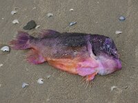 Cyclopterus lumpus 10, Snotolf, Saxifraga-Foto Fitis- Sytske Dijksen