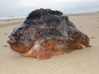 Cyclopterus lumpus 9, Snotolf, Saxifraga-Foto Fitis- Sytske Dijksen