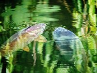 Cyprinus carpio 6, Karper, Saxifraga-Bart Vastenhouw