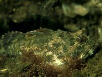 Enophrys babalis 4, Saxifraga-Eric Gibcus