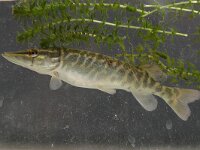 Esox lucius, Pike
