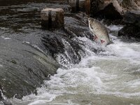 Leuciscus idus 2, Winde, Saxifraga-Luc Hoogenstein : vistrap, winde