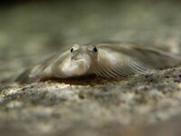 Limanda limanda 2, Schar, Saxifraga-Luc Hoogestein