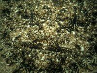 Lophius piscatorius 3, Zeeduivel, Saxifraga-Eric Gibcus