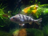 Perca fluviatilis 4, Baars, Saxifraga-Luc Hoogenstein : Baars