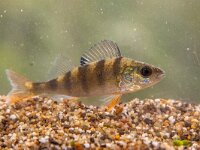 European perch  The European perch (Perca fluviatilis) is found in Europe and Asia. This species is typically greenish in color with dark vertical bars on its sides with a red or orange coloring in the tips of its fins. : Netherlands, Polder, angle, animal, aquarium, aquatic, background, bass, biology, black, closeup, color, dutch, environment, europe, european, eye, fauna, fin, fish, fishing, fluviatilis, focus, freshwater, green, image, lake, landscape, natural, nature, pattern, perca, perch, photography, red, river, season, selective, striped, submersed, summer, swimming, underwater, vibrant, view, viewpoint, water, wild, wildlife