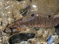 Pholis gunnellus