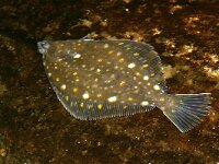 Pleuronectes platessa 4, Schol, Saxifraga-Foto Fitis-Sytske Dijksen