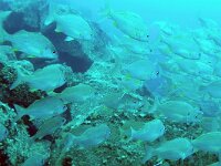 Pomadasys incisus, Knorvis, Saxifraga-Tom Heijnen