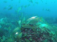 Sarpa salpa 2, Gestreepte bokvis, Saxifraga-Tom Heijnen