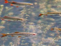 Scardinius erythrophthalmus, Common Rudd