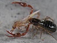 Orchesella cincta 02 #40535 : Neobisium carcinoides, Pseudoscorpione, Mosschorpioentje, Prey is an Orchesella cincta