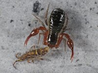 Orchesella cincta 02 #40543 : Neobisium carcinoides, Pseudoscorpione, Mosschorpioentje, Prey is an Orchesella cincta