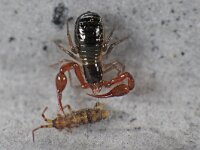 Orchesella cincta 02 #40546 : Neobisium carcinoides, Pseudoscorpione, Mosschorpioentje, Prey is an Orchesella cincta