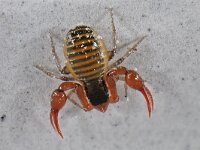Neobisium carcinoides #14729...35 uitgelijnd : Neobisium carcinoides, Pseudoscorpione, Mosschorpioentje