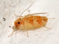 Psocoptera, Stofluizen