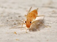 Dorypteryx longipennis E0563  Dorypteryx longipennis, stofluis Hardenberg in huis op 27 november 2013 Zeer zeldzaam : Naar Naturalis itzt