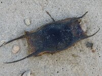 Raja brachyura 2, Blonde rog, eggs, Saxifraga-Foto Fitis-Sytske Dijksen