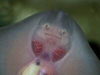 Raja clavata 2, Stekelrog, Saxifraga-Foto Fitis-Sytske Dijksen