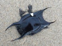 Raja clavata 4, Stekelrog, Saxifraga-Bart Vastenhouw