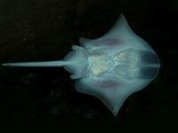 Raja microocellata 2, Kleinoogrog, Saxifraga-Foto Fitis-Sytske Dijksen