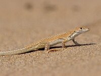 Acanthodactylus aereus