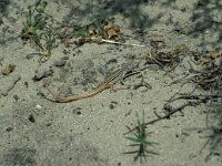 Acanthodactylus erythrurus, Spiny-footed Lizard