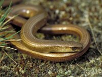 Anguis fragilis 1, Hazelworm, Saxifraga-Kees Marijnissen