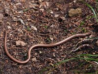 Anguis fragilis 25, Hazelworm, Saxifraga-Hans Dekker