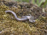 Anguis fragilis 32, Hazelworm, Saxifraga-Mark Zekhuis
