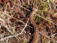 Coronella austriaca 29, Gladde slang, Saxifraga-Hans Dekker