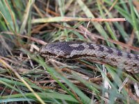 Coronella austriaca 55, Gladde Slang, Saxifraga-Henk Baptist