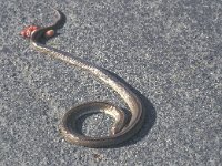 Elaphe scalaris, Ladder Snake