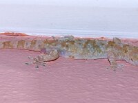 Hemidactylus turcicus 7, Saxifraga-Foto Fitis-Sytske Dijksen