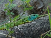 Lacerta viridis, Green Lizard