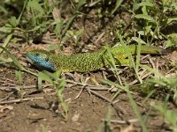Smaragdhagedis : Fauna, Hagedis, Reptiel