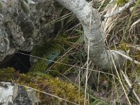 Lacerta viridis 30, Smaragdhagedis, Saxifraga-Willem van Kruijsbergen