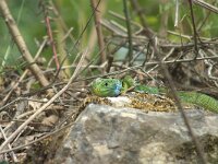 Lacerta viridis 5, Oostelijke smaragdhagedis, adult male, Saxifraga-Theo Verstrael