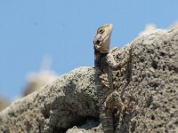 Laudakia stellio 2, Hardoen, adult, Saxifraga-Theo Verstrael