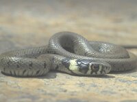 Natrix natrix 15, Ringslang, juvenile, Saxifraga-Edo van Uchelen